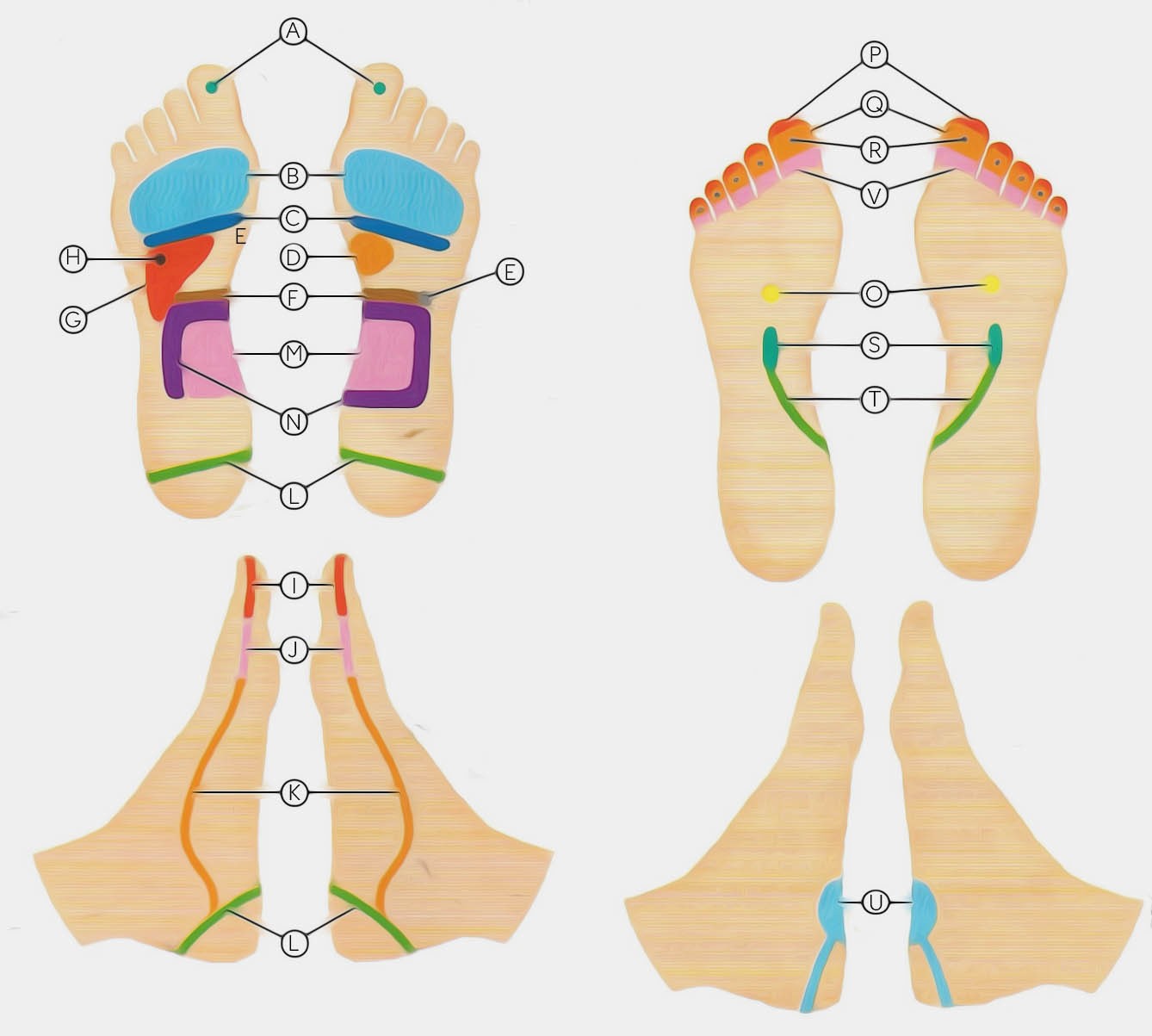 Reflexologie Plantaire 