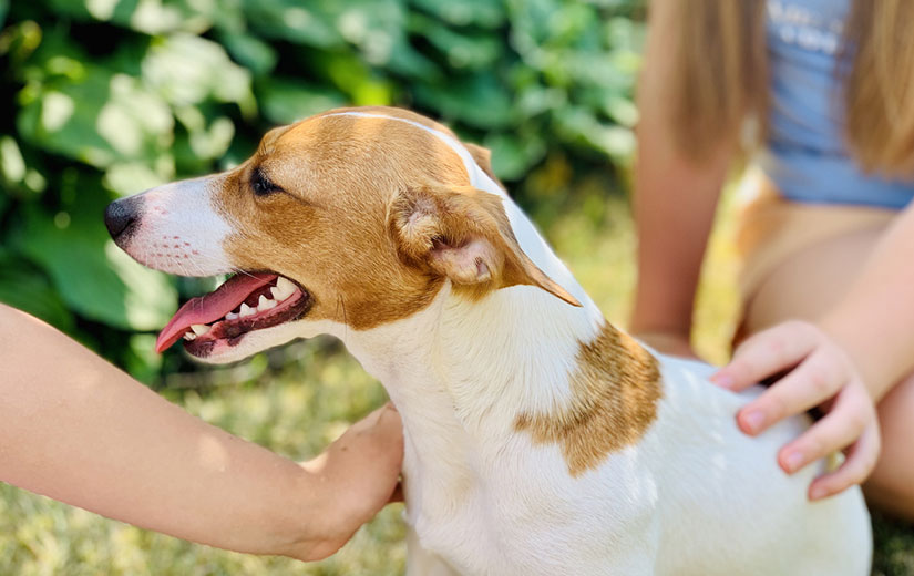 Enfant Caresse Chien