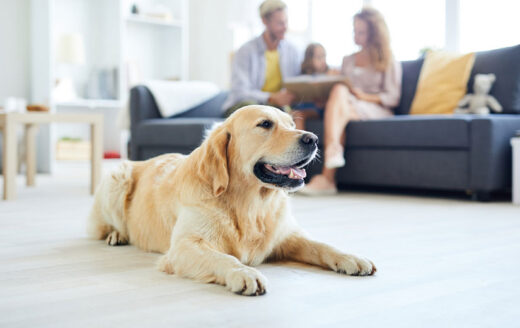 Famille Quelle Race De Chien